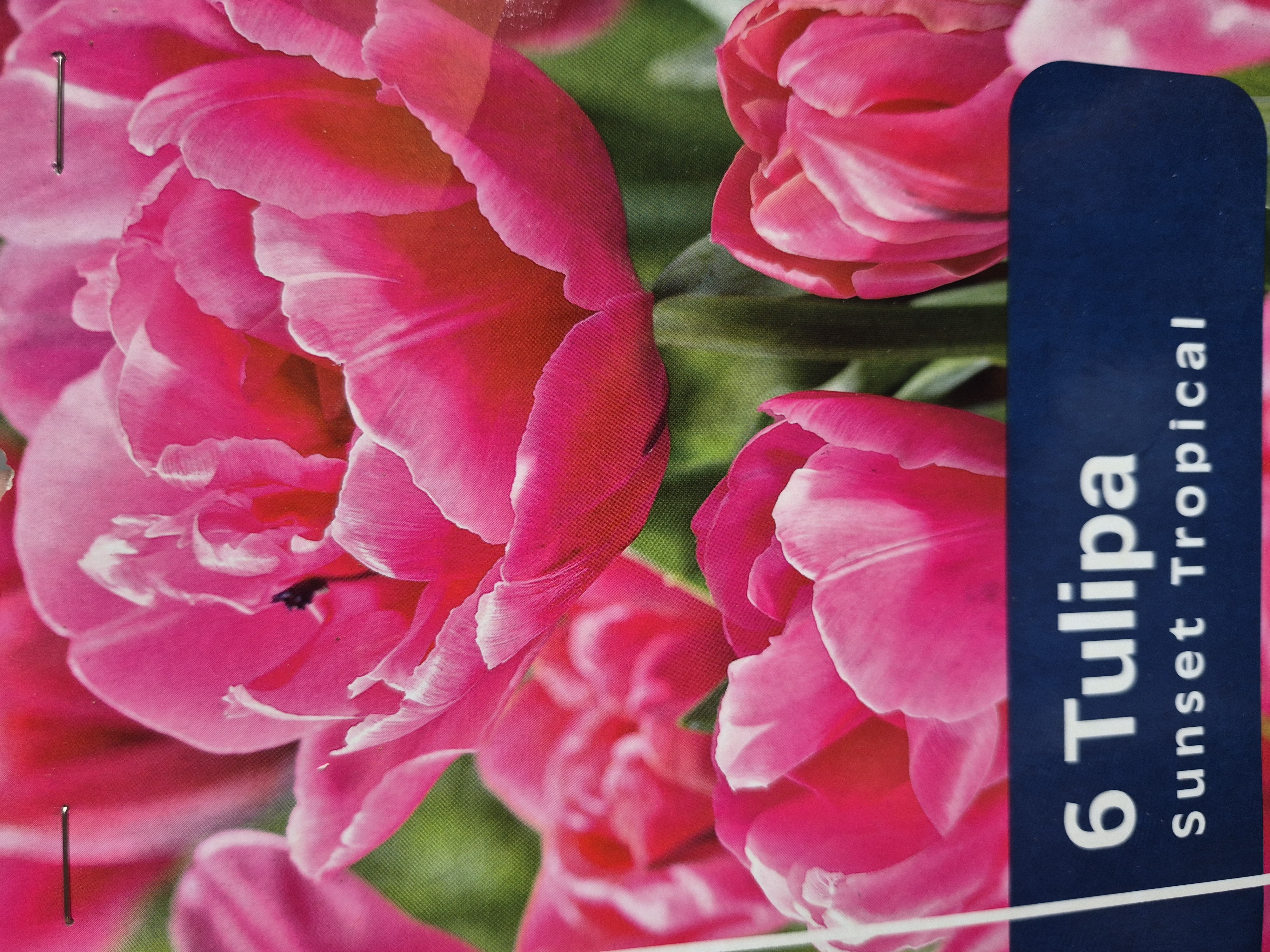 Tulipan Sunset Tropical