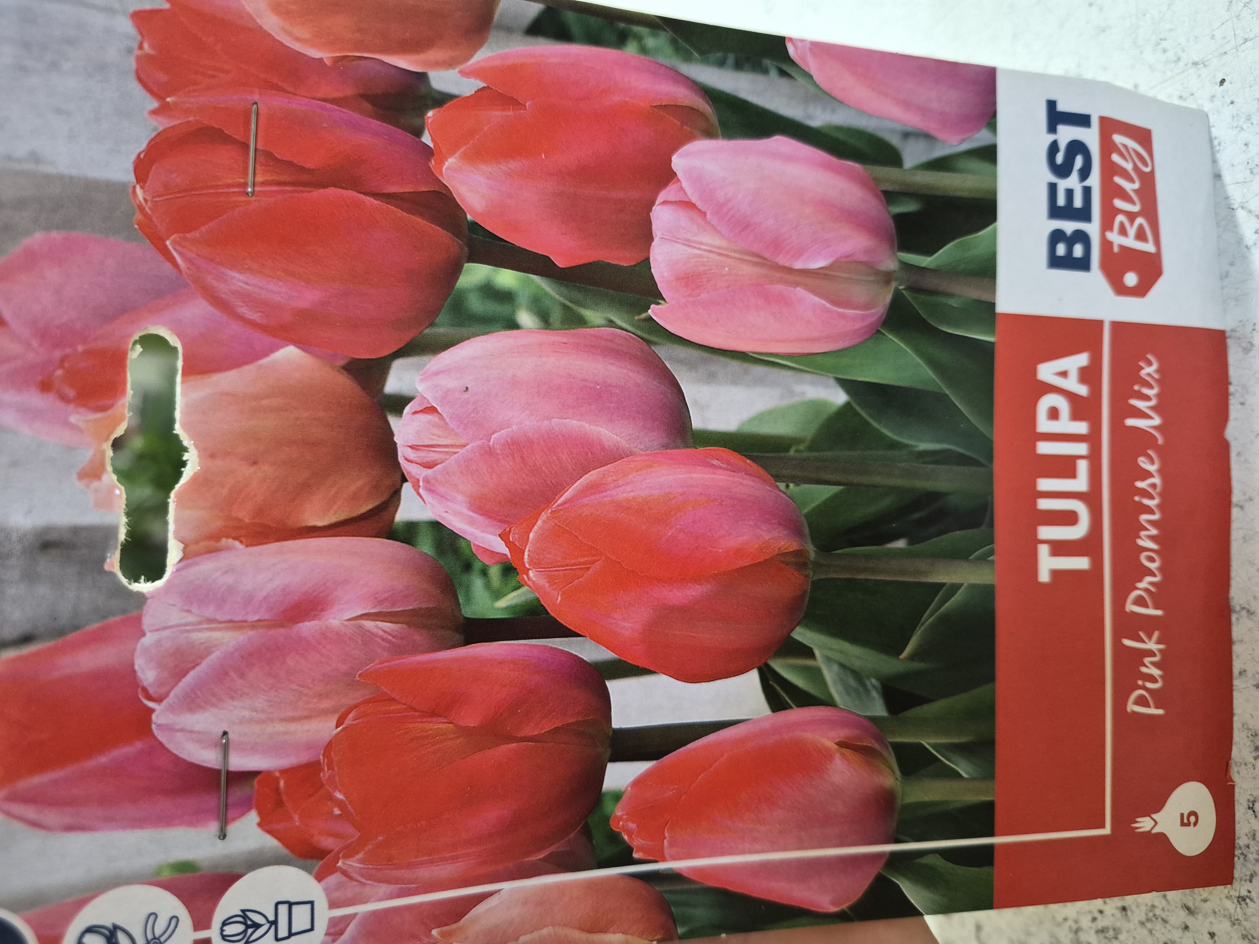 Tulipan Pink Promise Mix