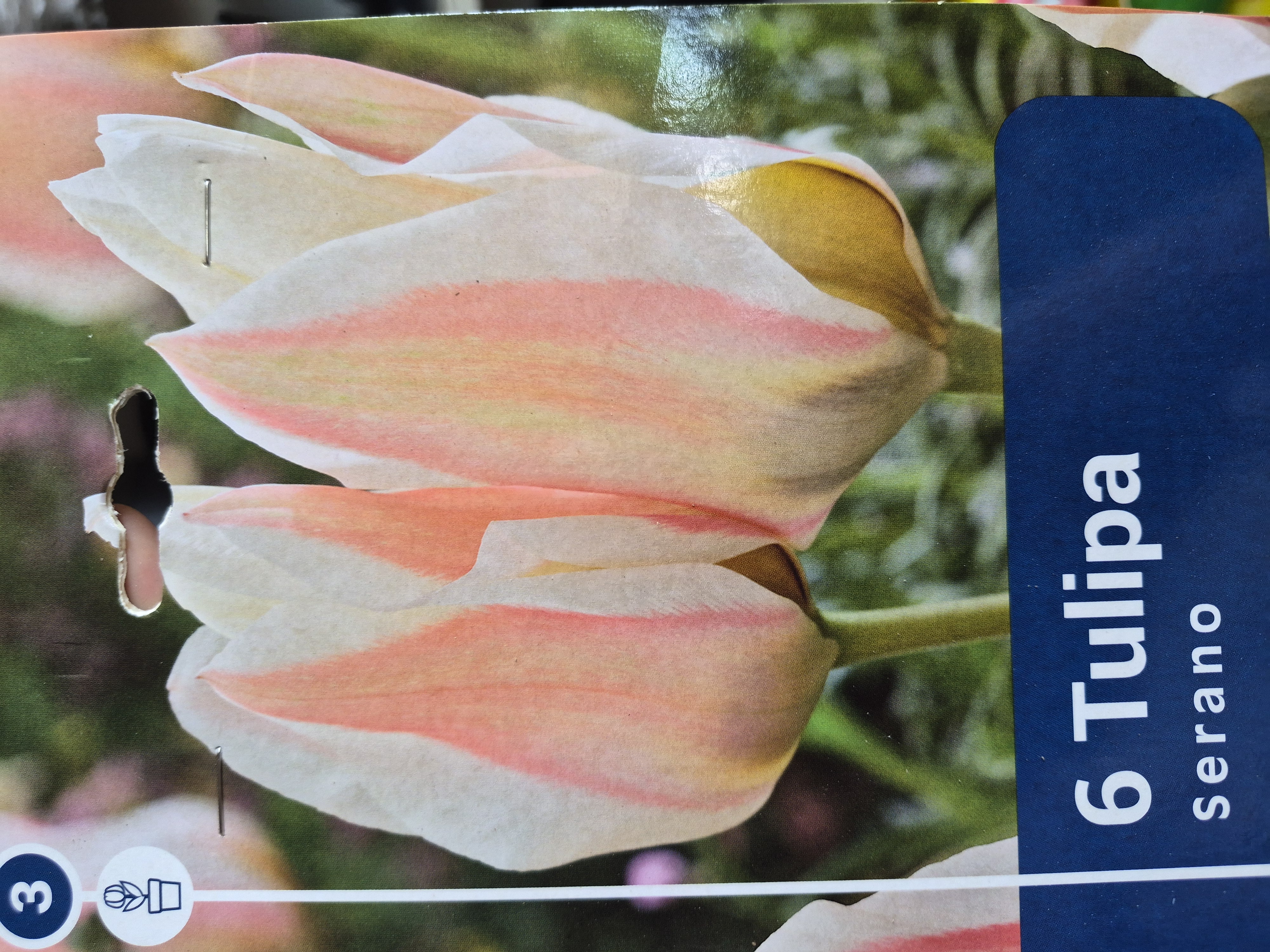 Tulipan Serano