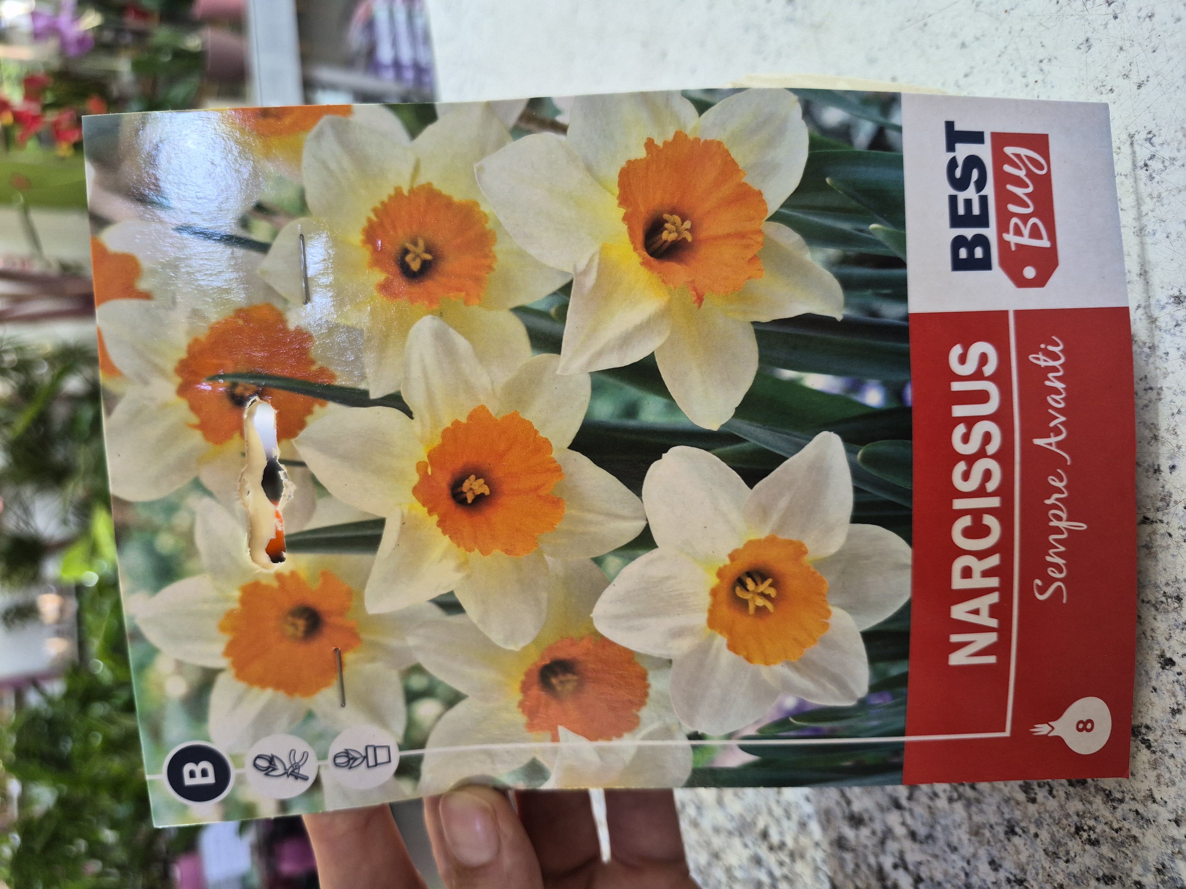 Narcis Sempre Avanti