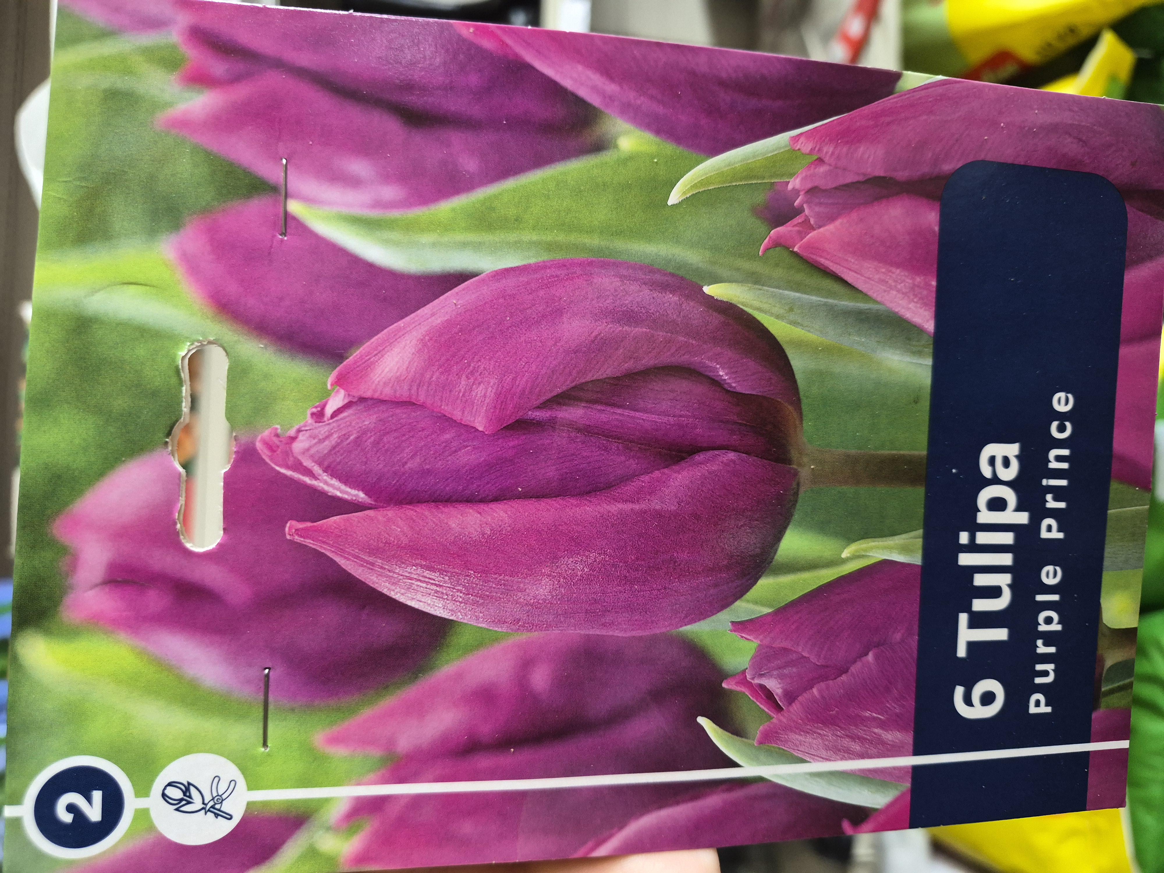 Tulipan Purple Prince