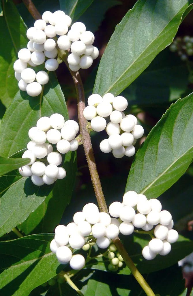 Callicarpa "Leucocarpa"