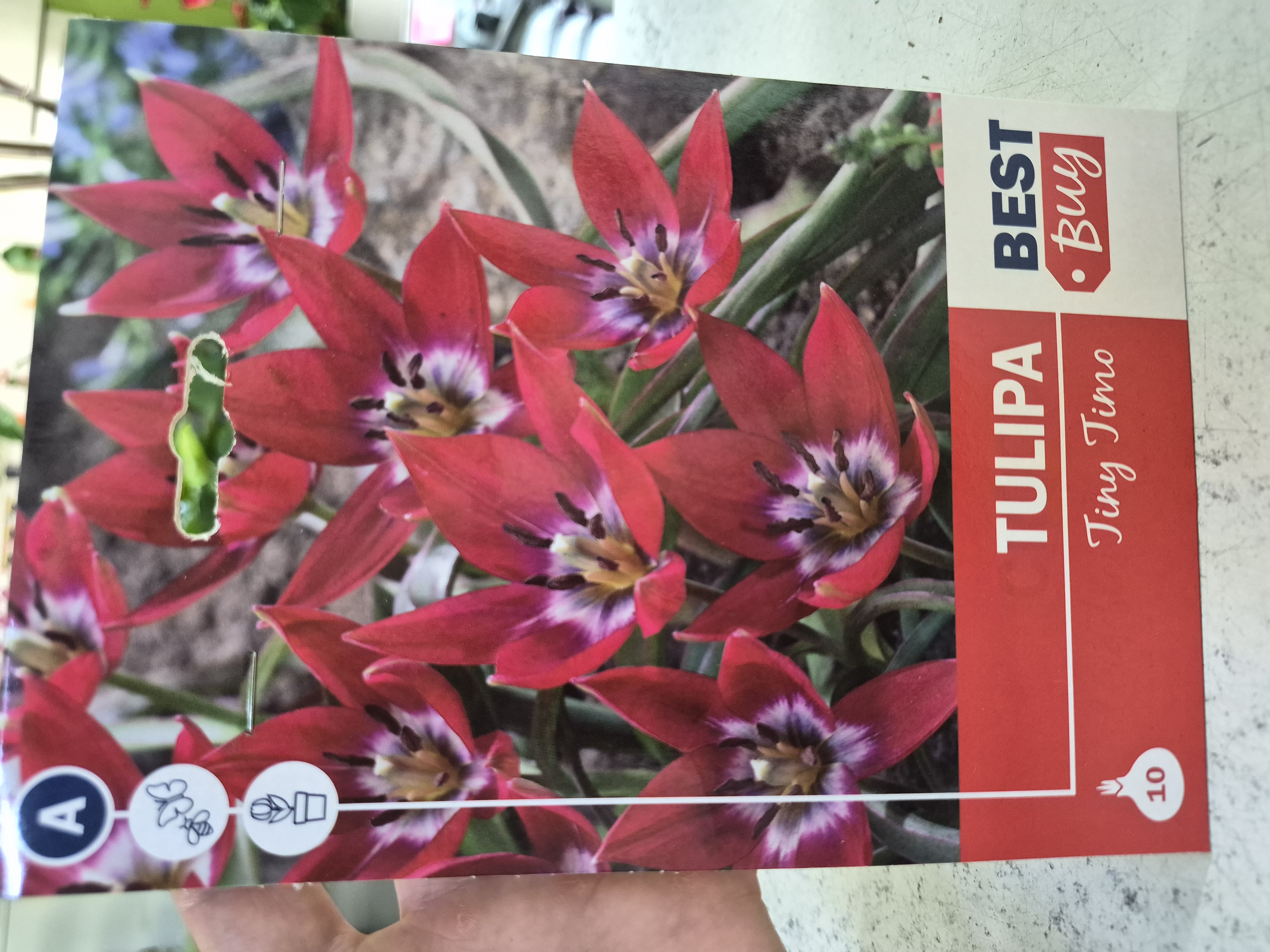 Tulipan Tiny Timo