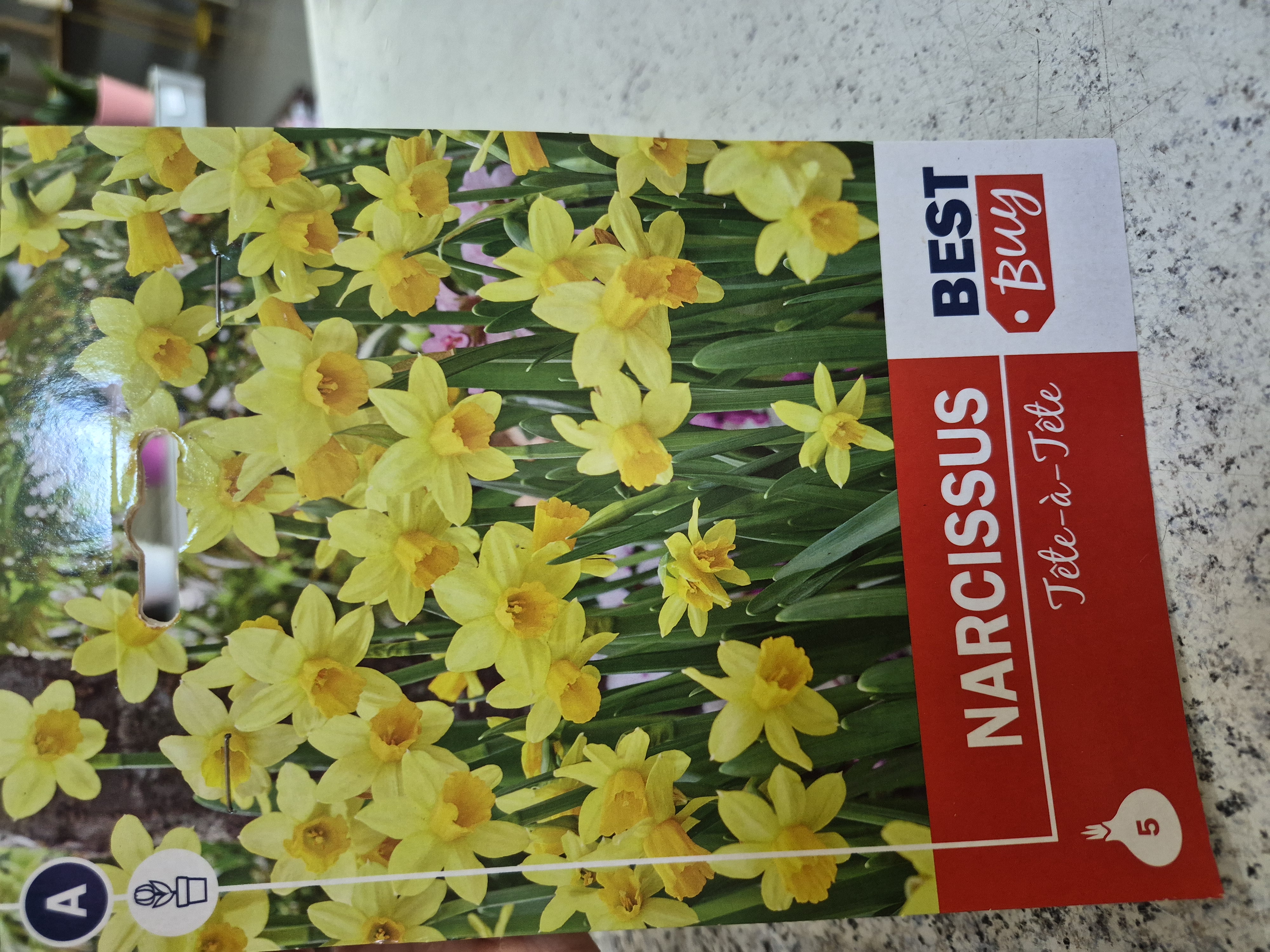 Narcis Tete a tete