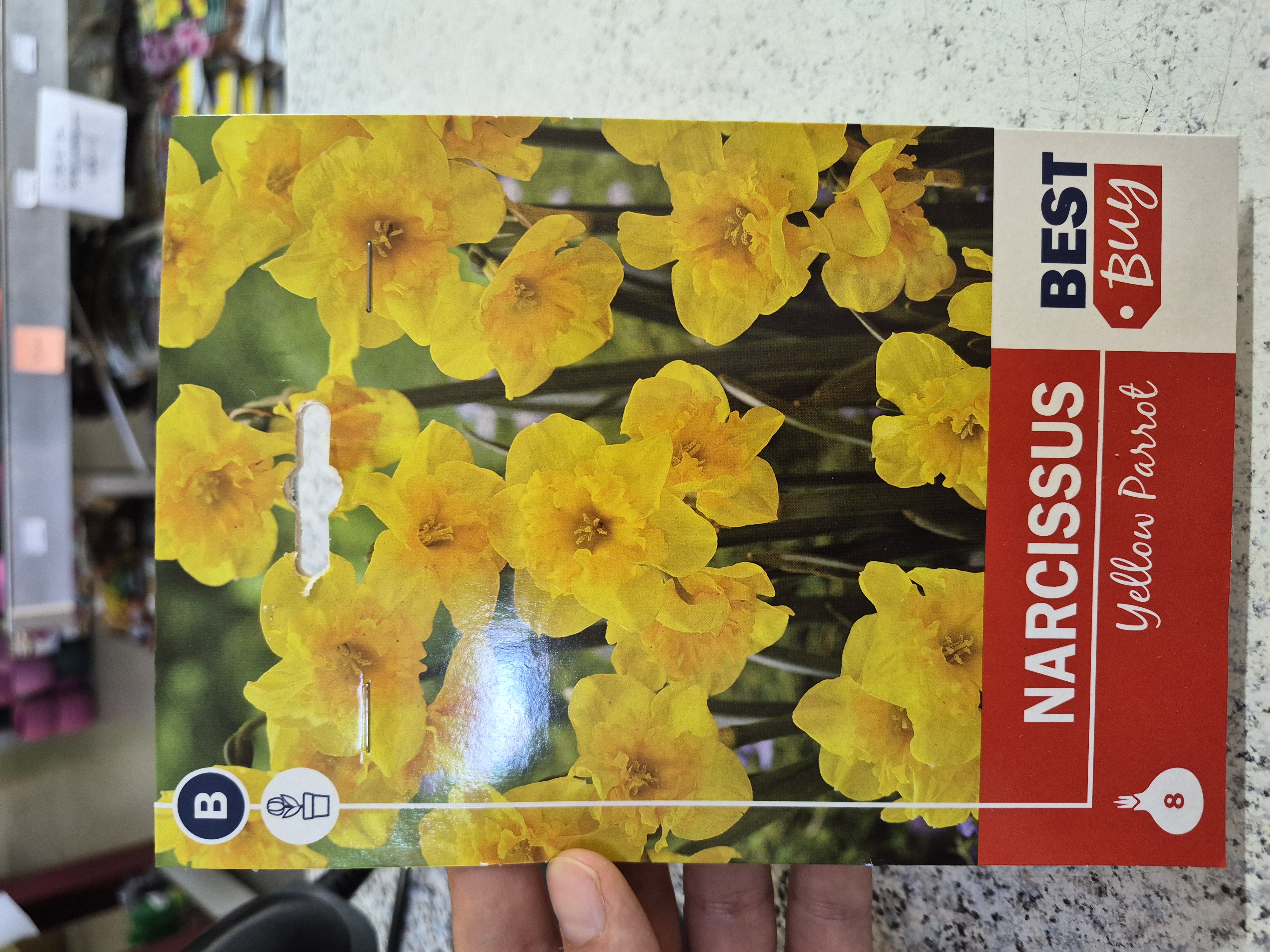 Narcis Yellow Parrot