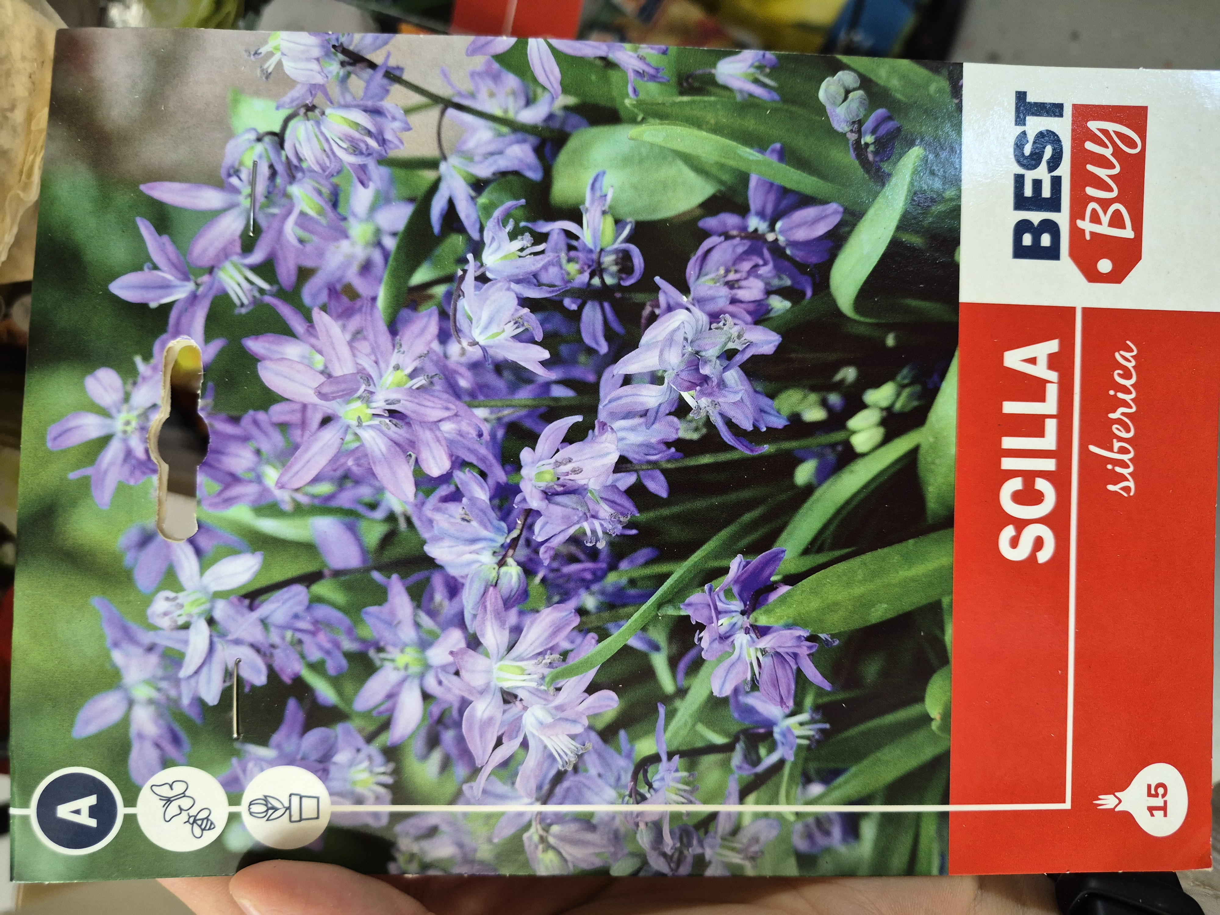 Scilla Siberica