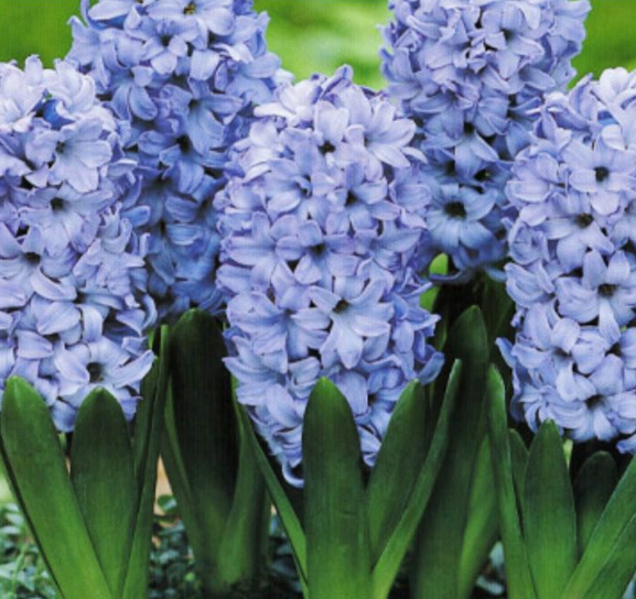 Zumbul Delft Blue