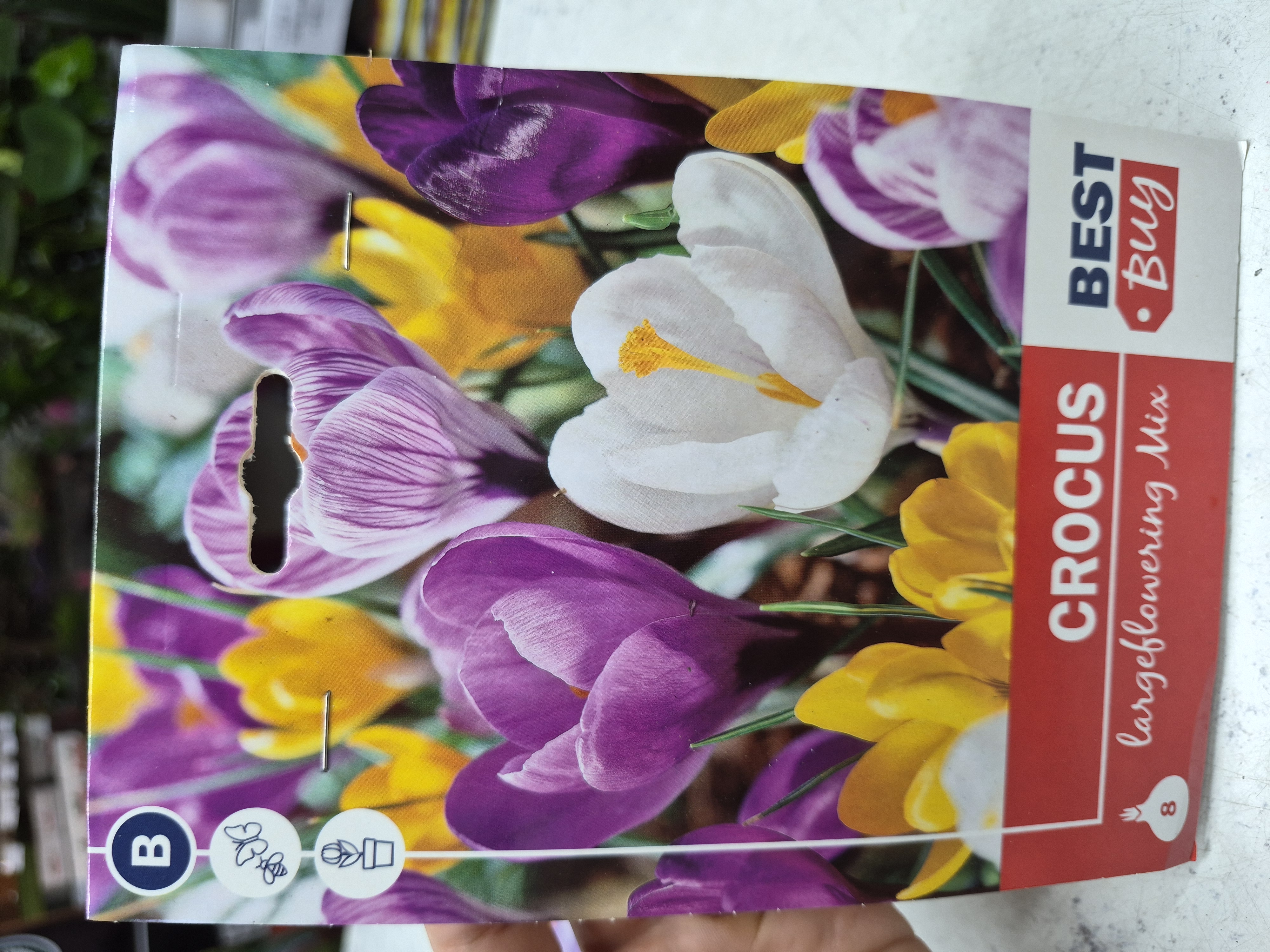 Crocus Largeflowering Mix