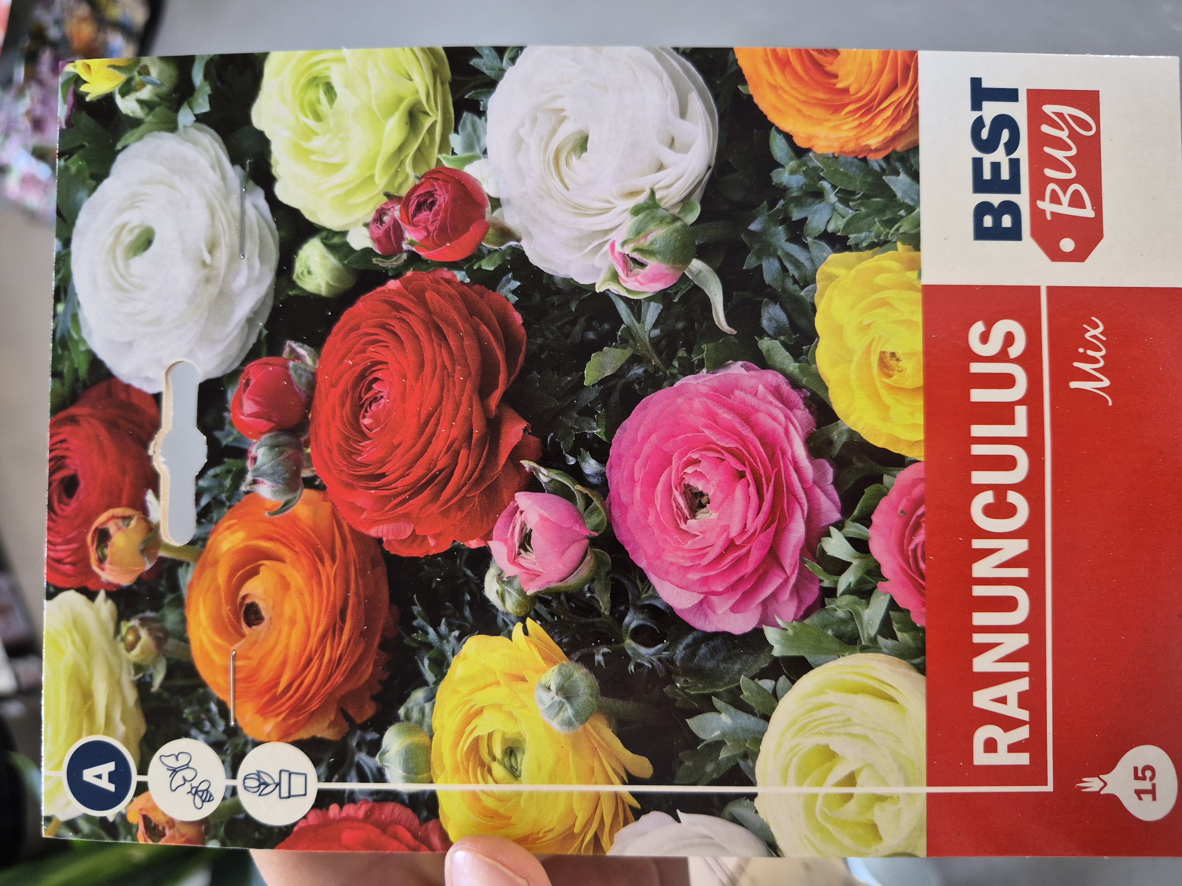 Ranunculus Mix
