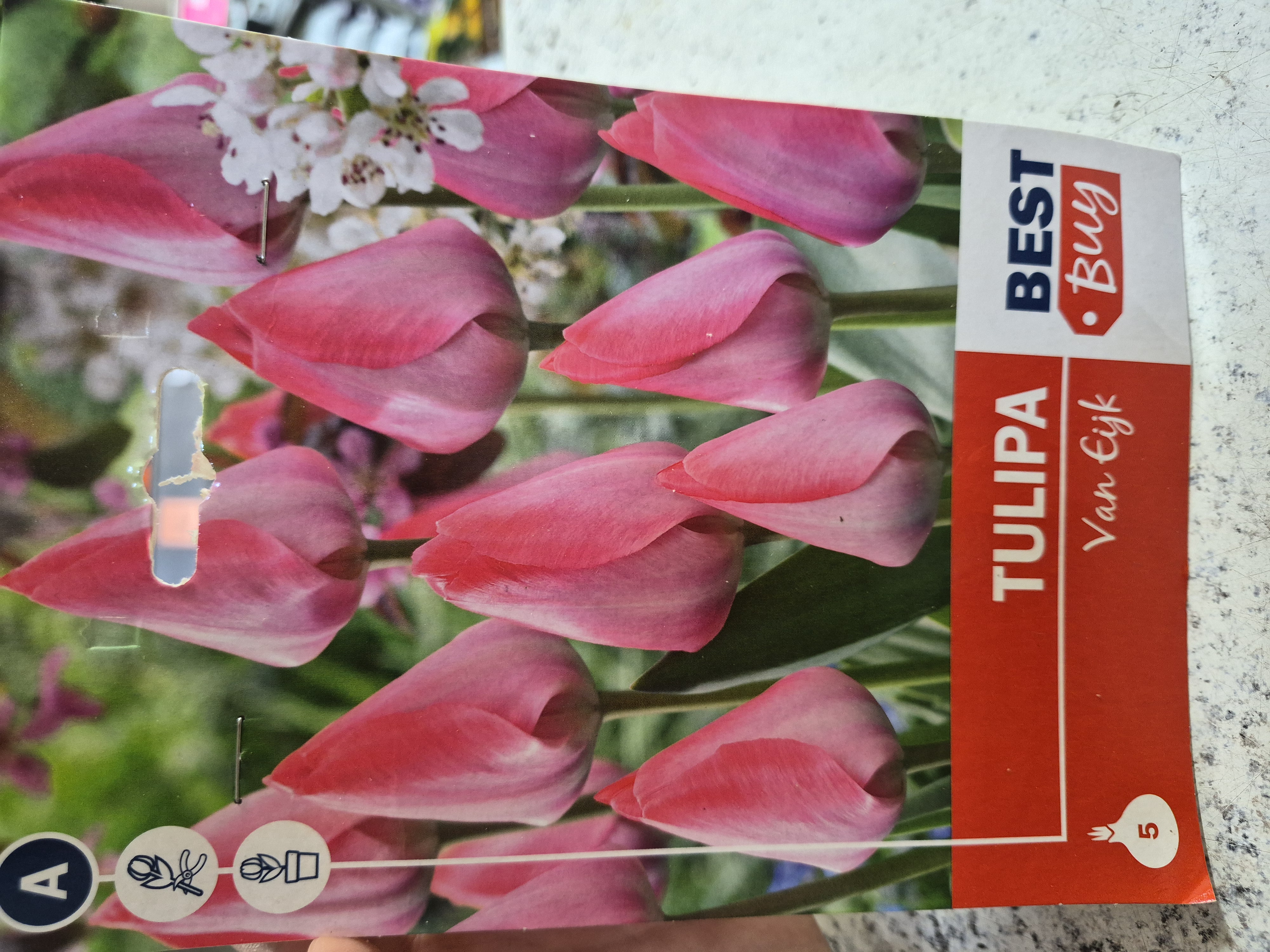 Tulipan Van Eijk