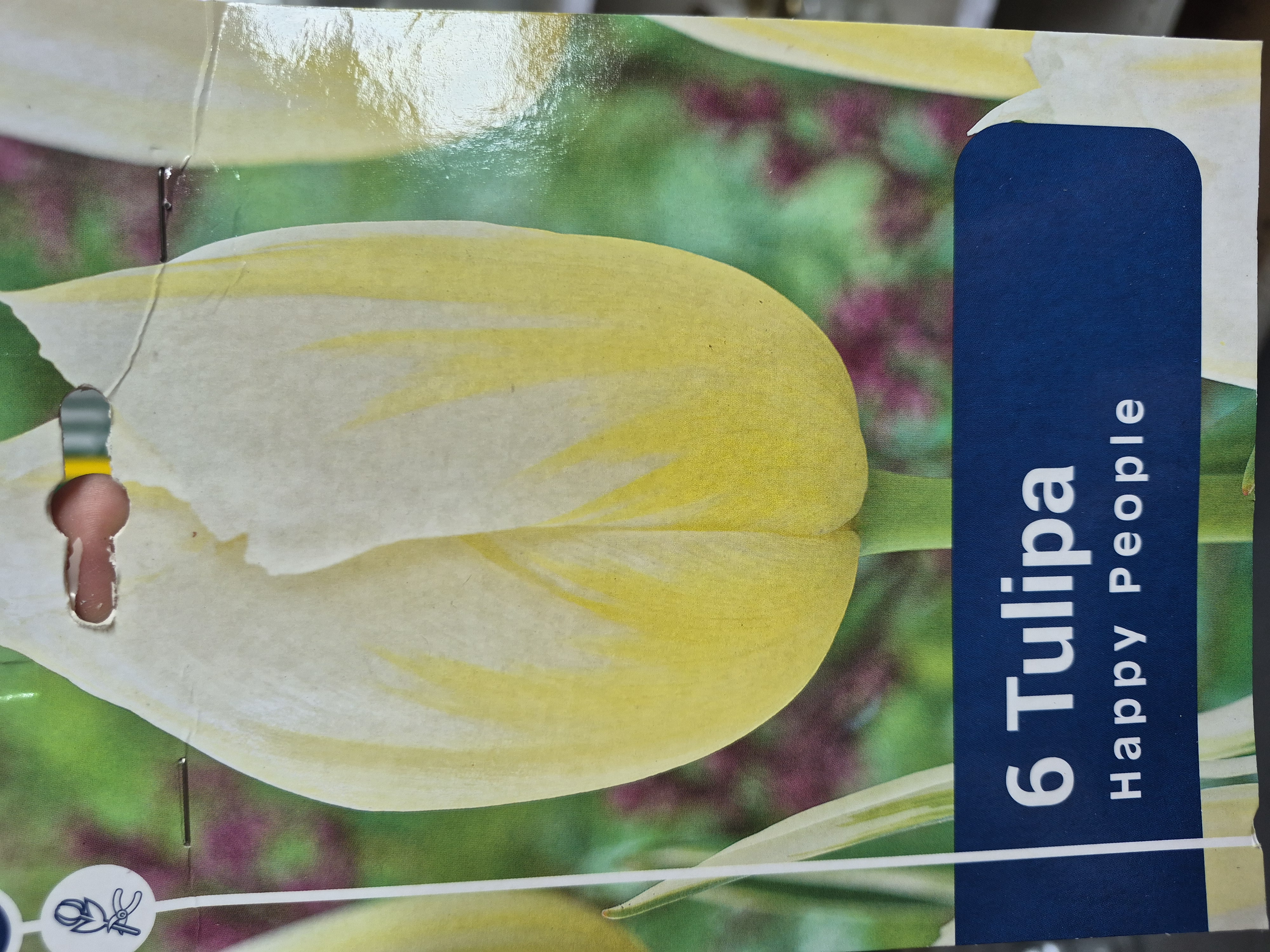 Tulipan Happy People