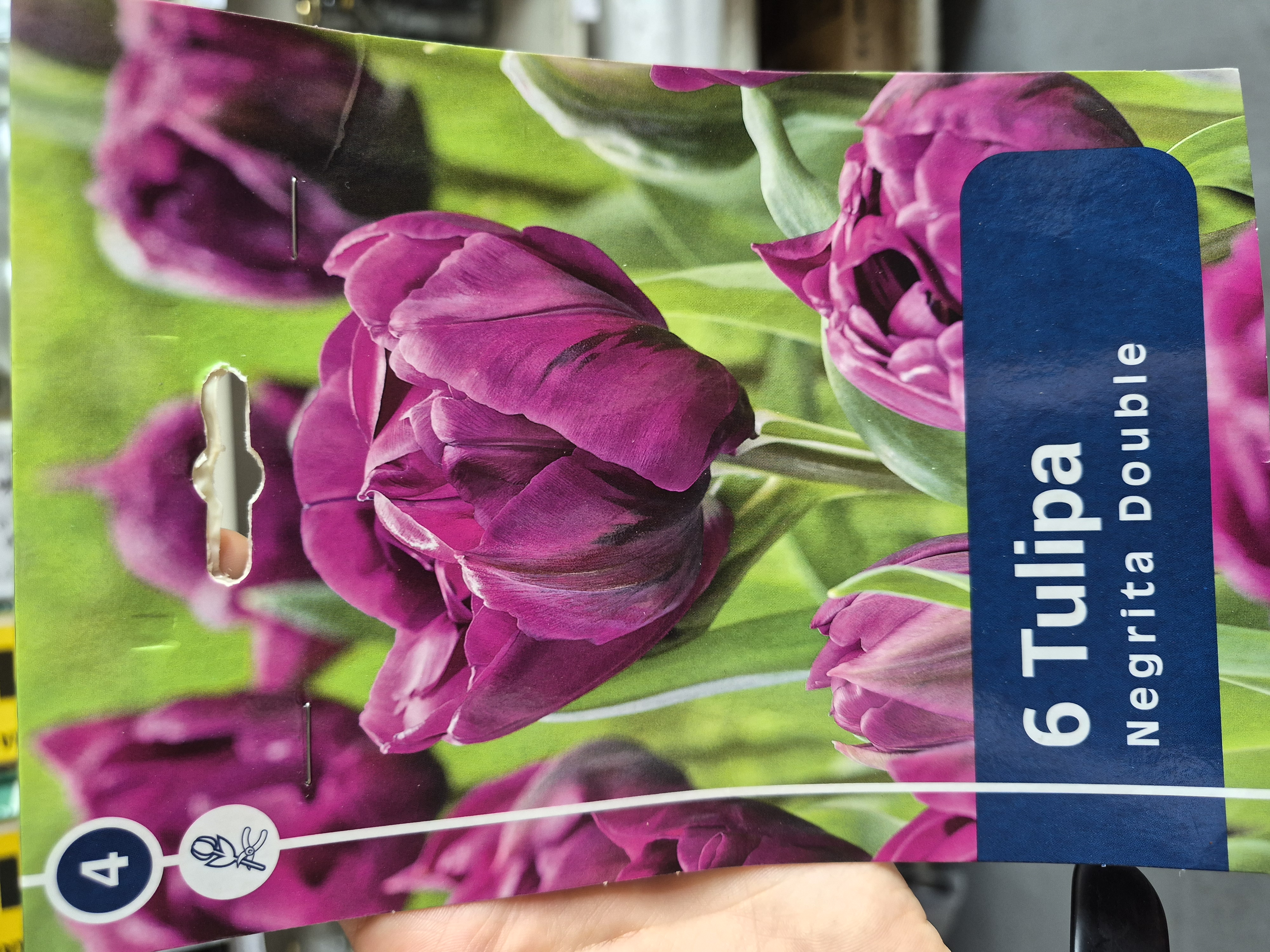 Tulipan Negrita Double