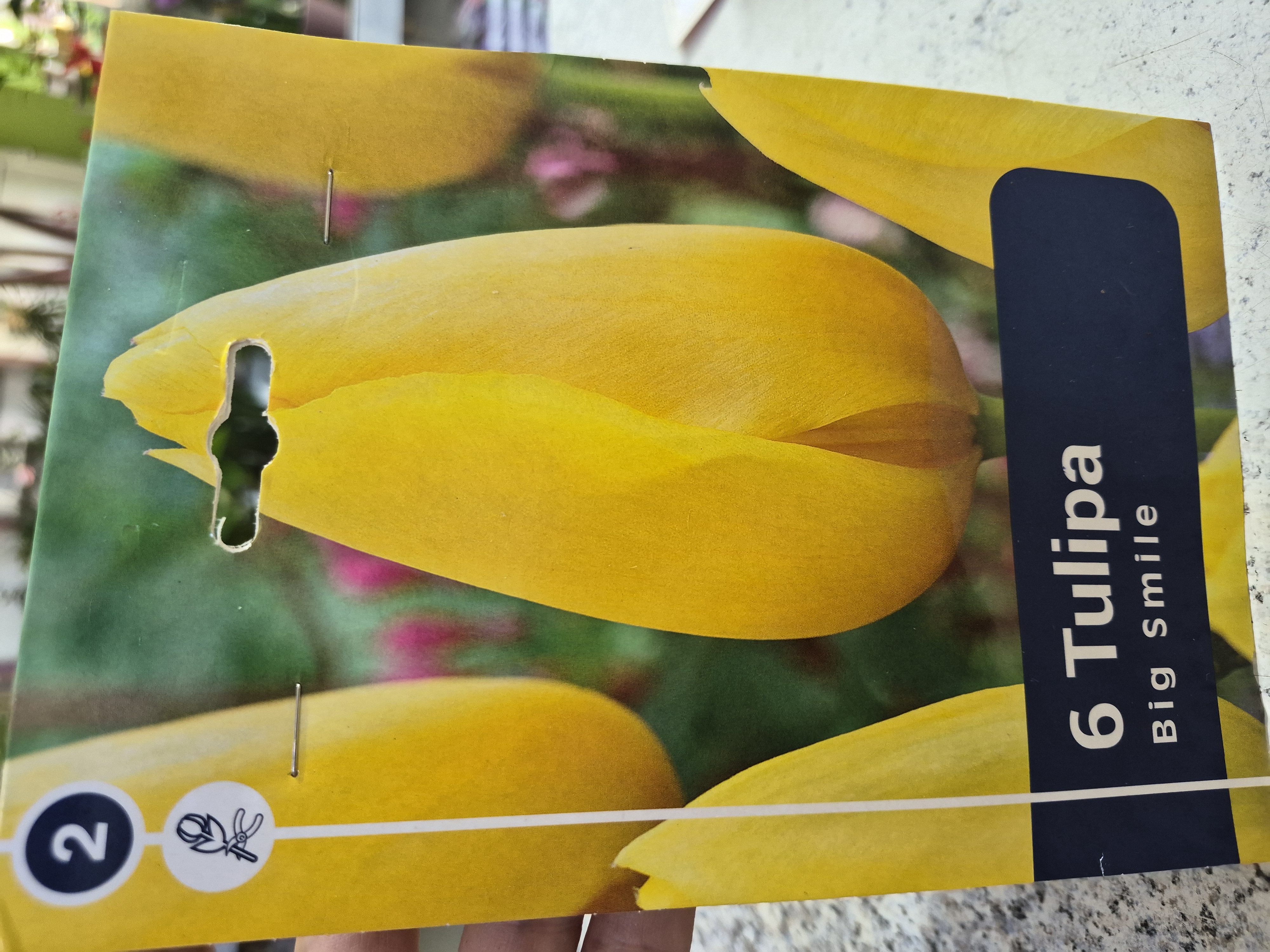 Tulipan Big Smile