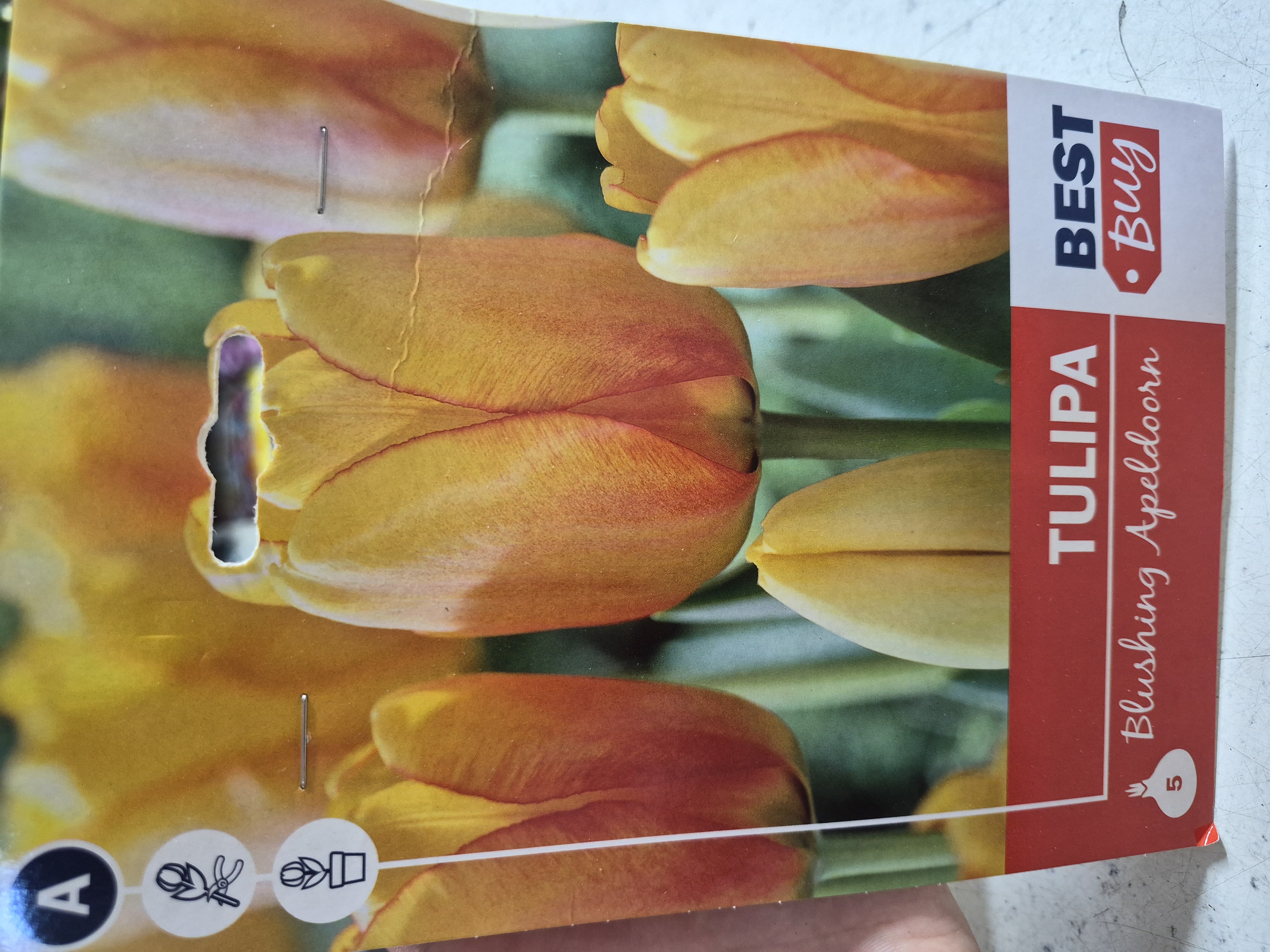 Tulipan Brushing Apeldoorn