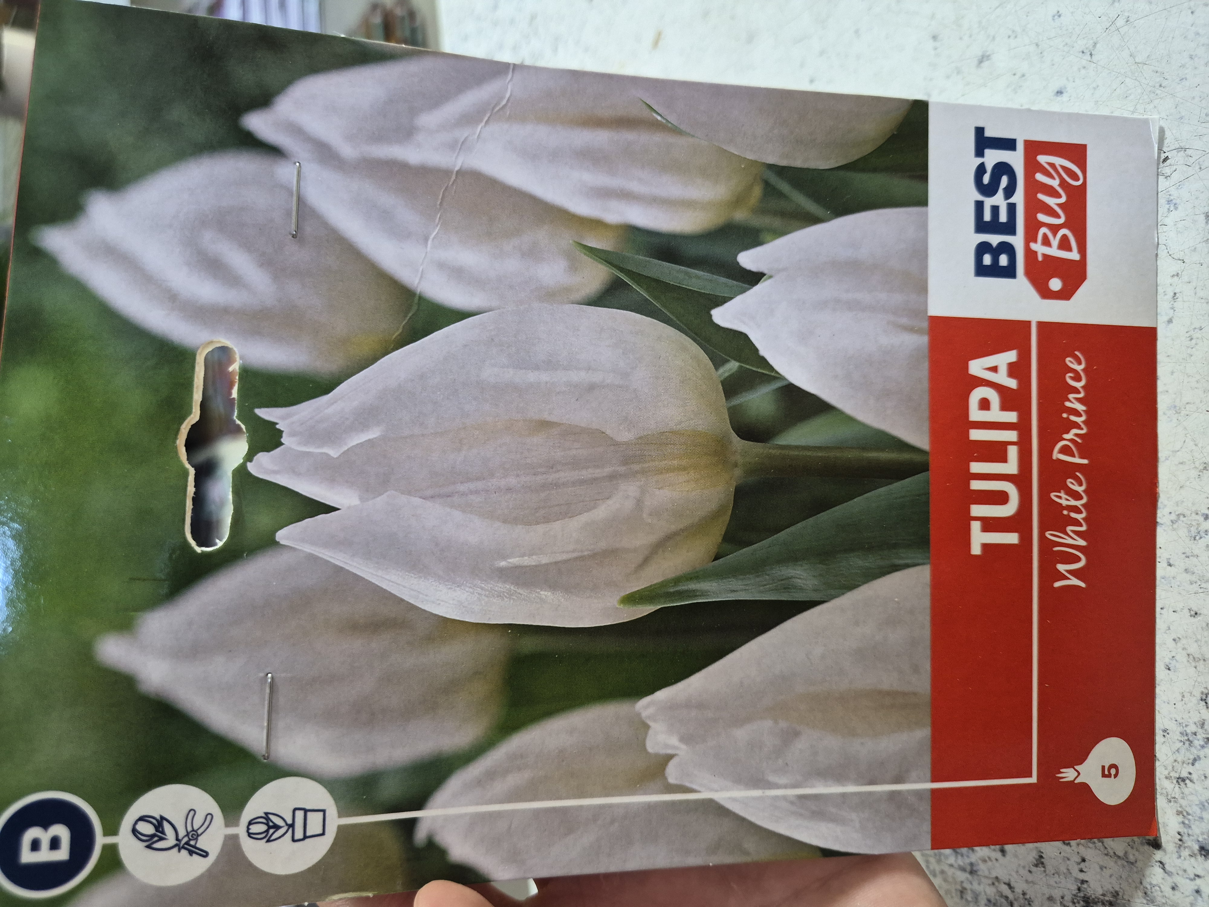 Tulipan White Prince