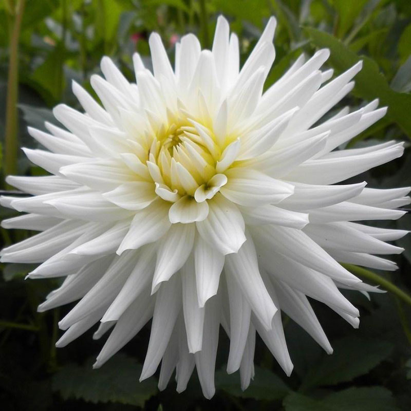 DAHLIA A1 WHITE HAPPINESS