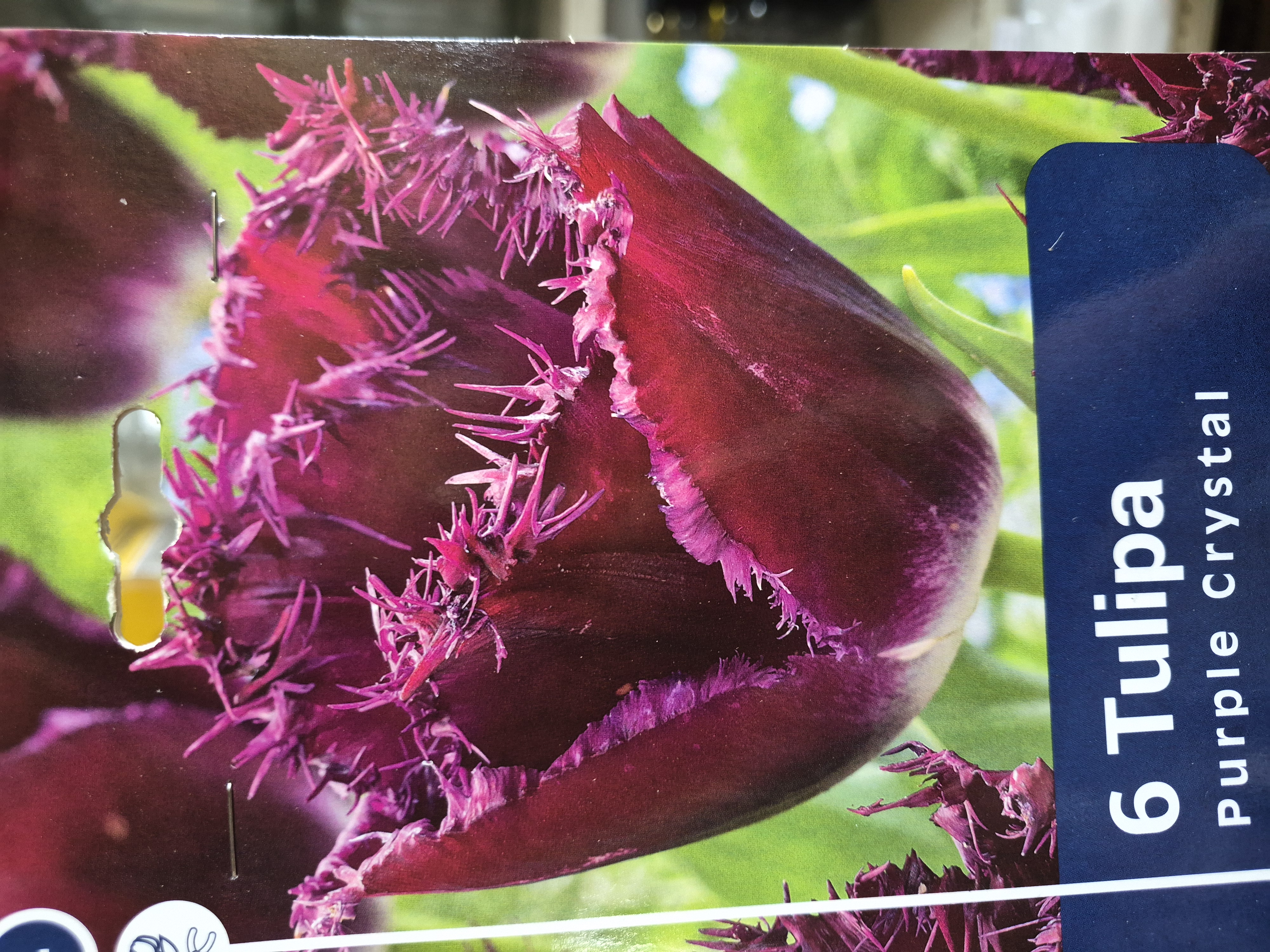 Tulipan Purple Crystal