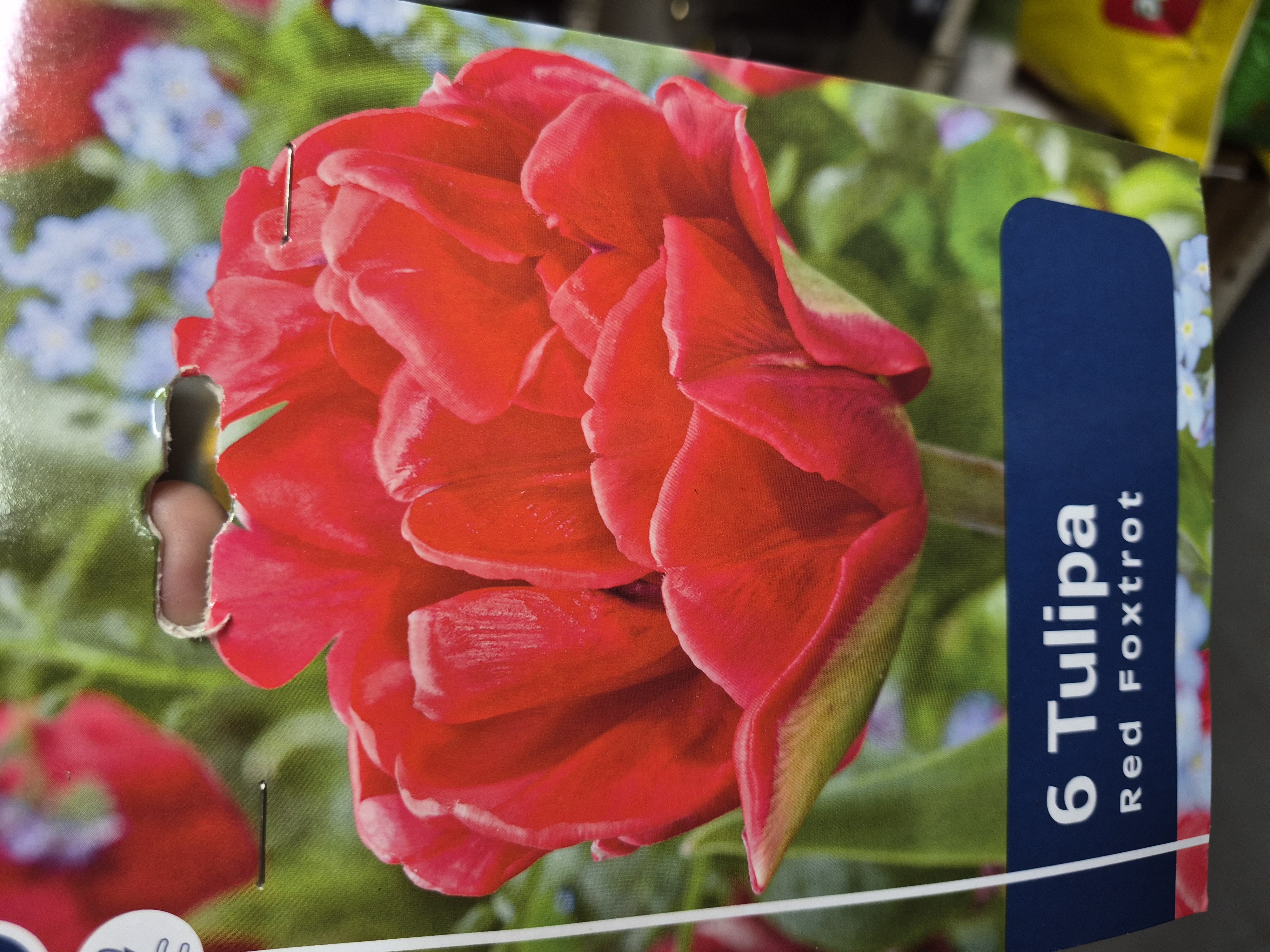 Tulipan Red Foxtrot