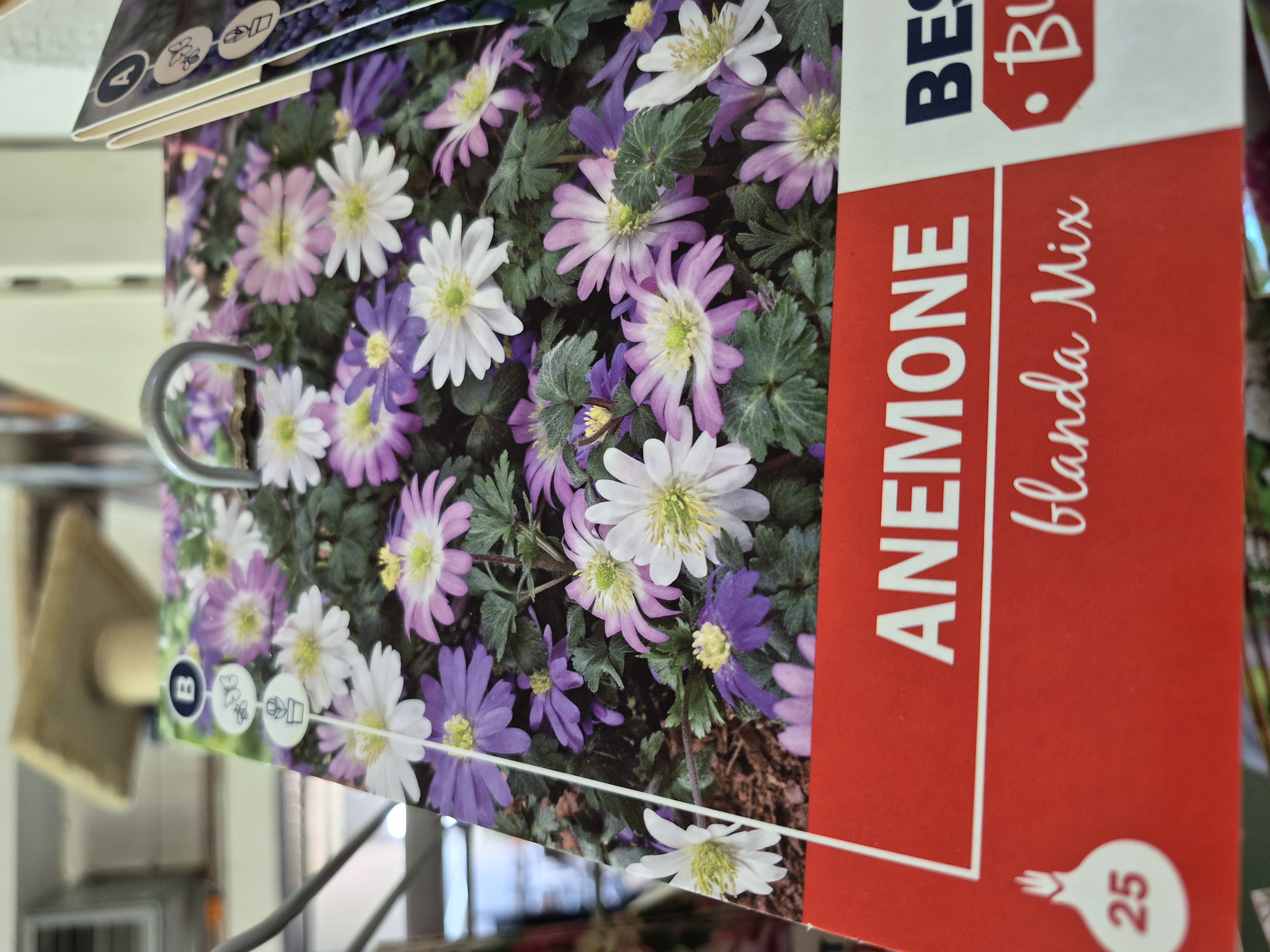 Anemone blanda mix