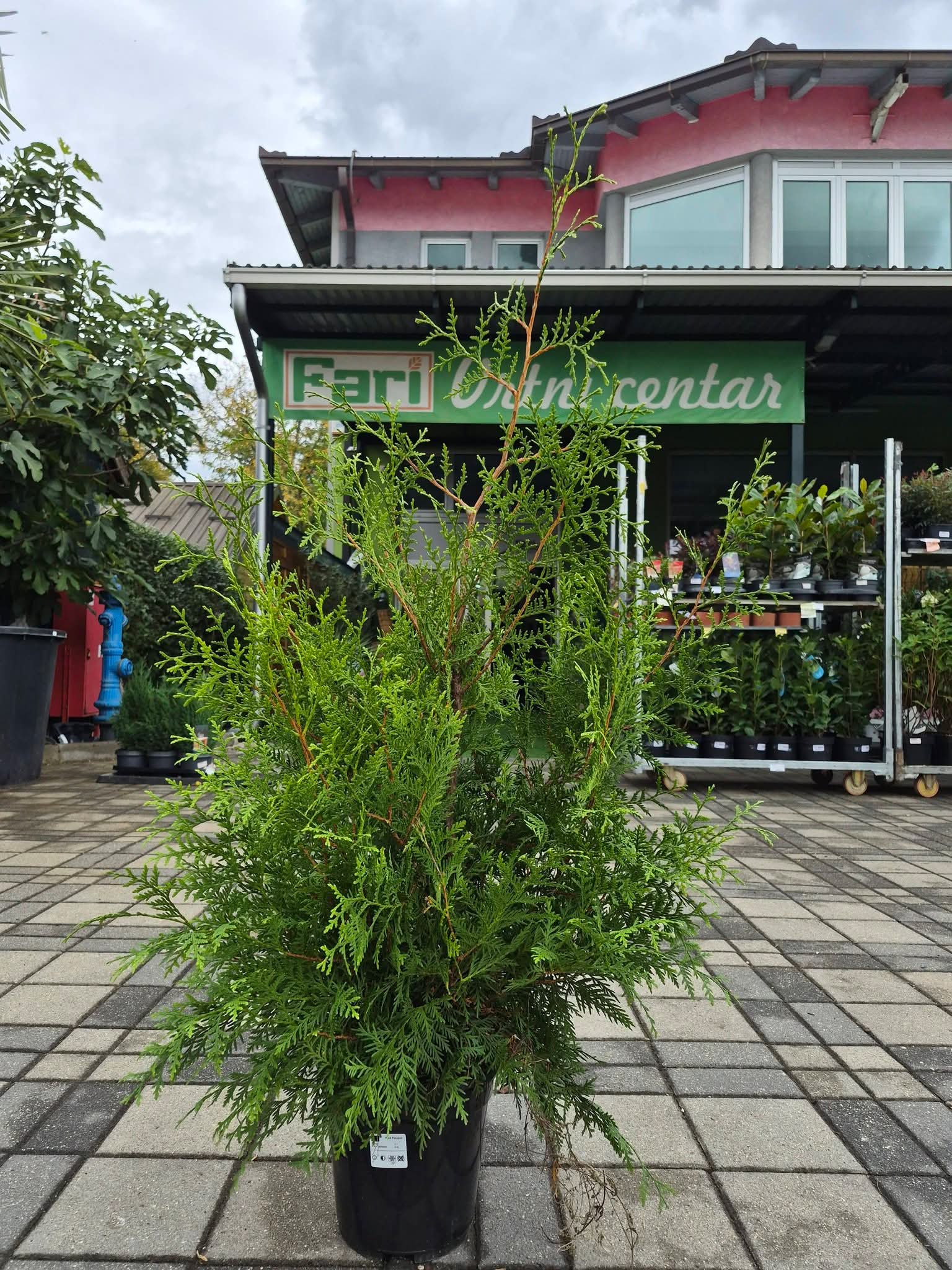 Thuja Brabant