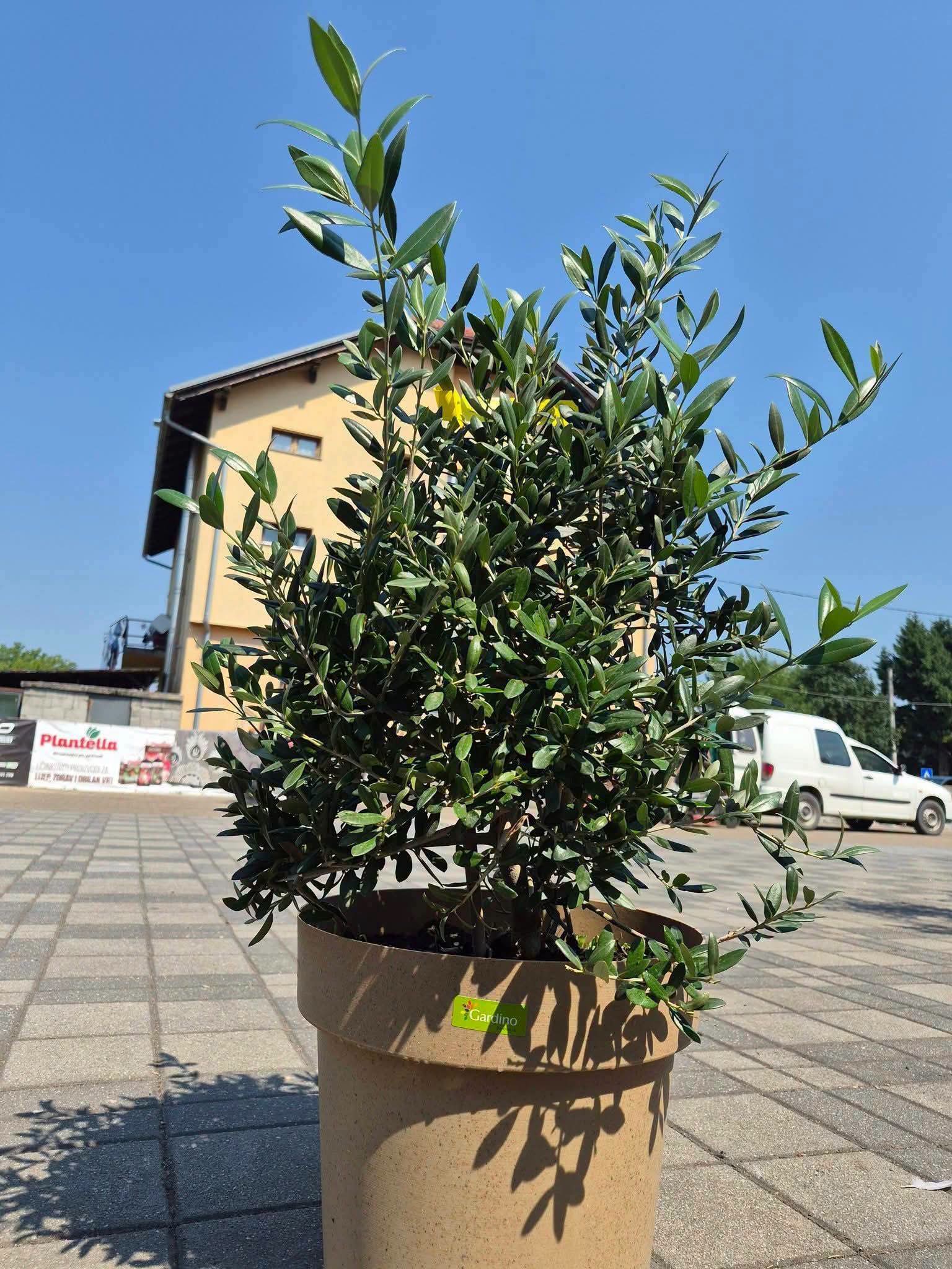 Maslina bonsai