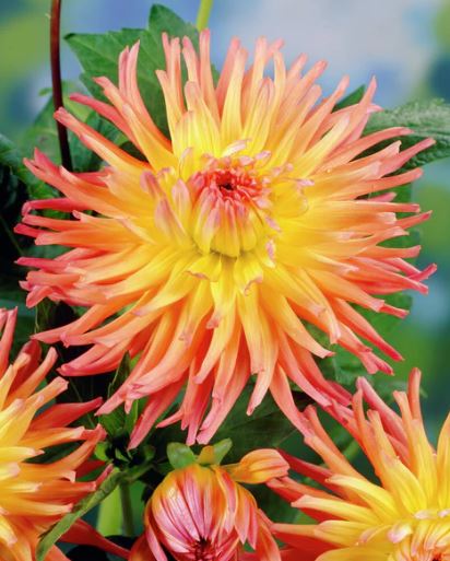 DAHLIA A1 ŠARENA STAR