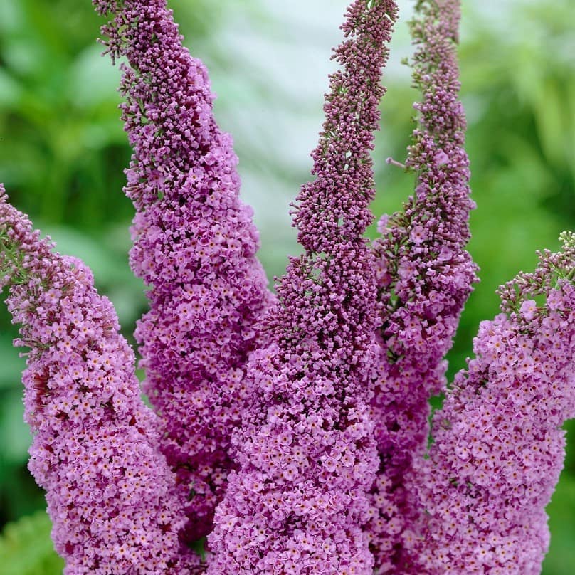 Buddleja